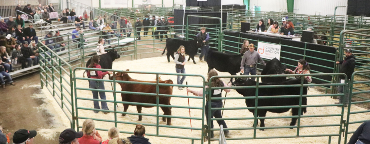 YOUTH LIVESTOCK